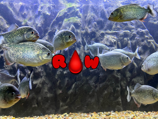 Piranhahead